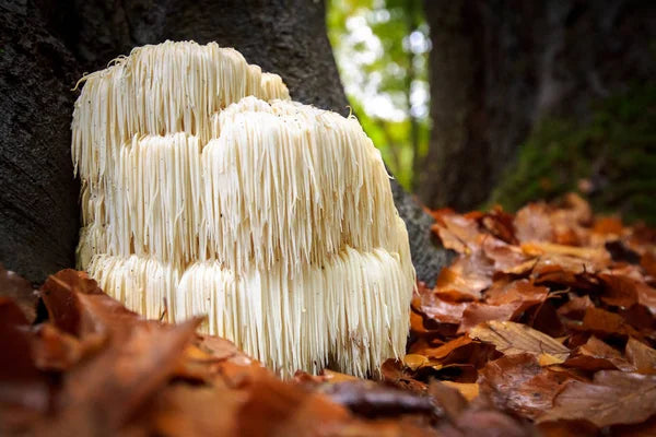 Valuable insights about Lion's Mane Mushrooms